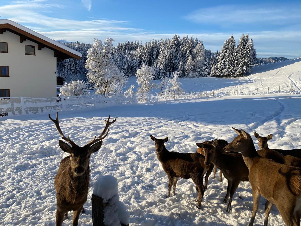 Hotel Berghof Haselsberger à St. Johann in Tirol Extérieur photo