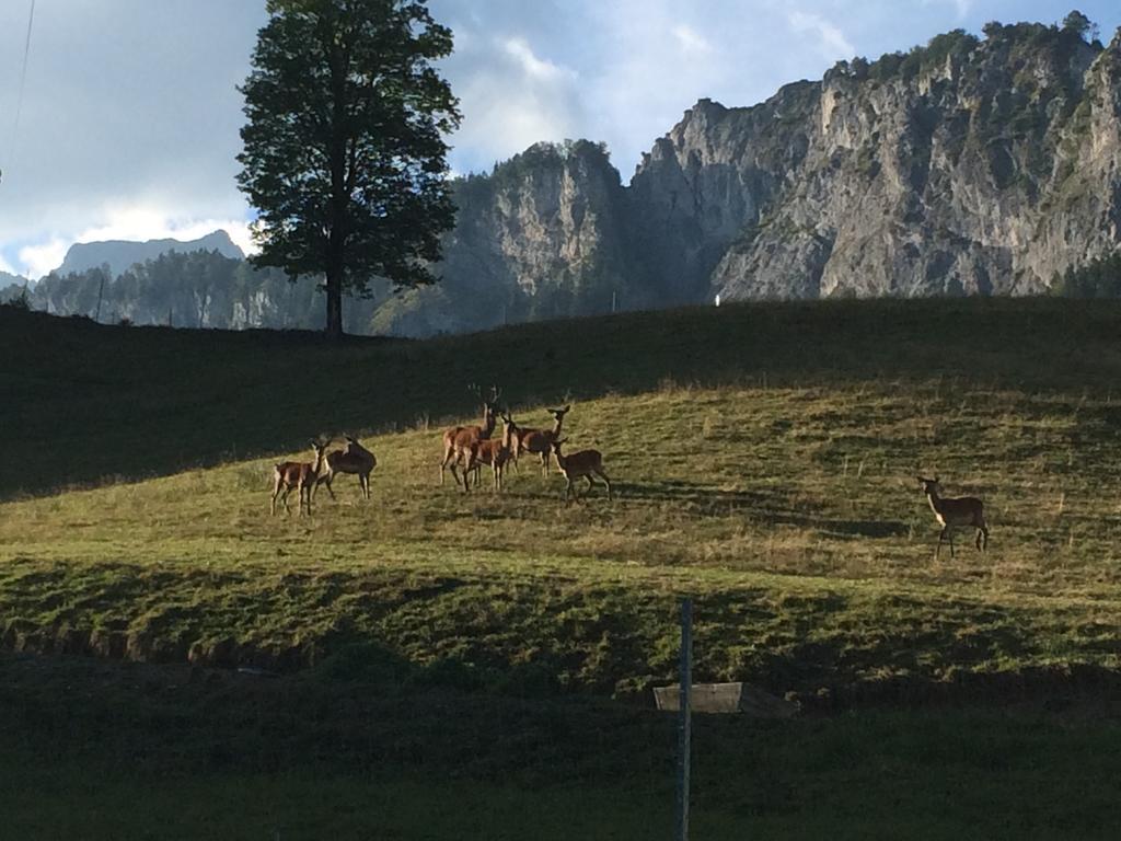 Hotel Berghof Haselsberger à St. Johann in Tirol Extérieur photo