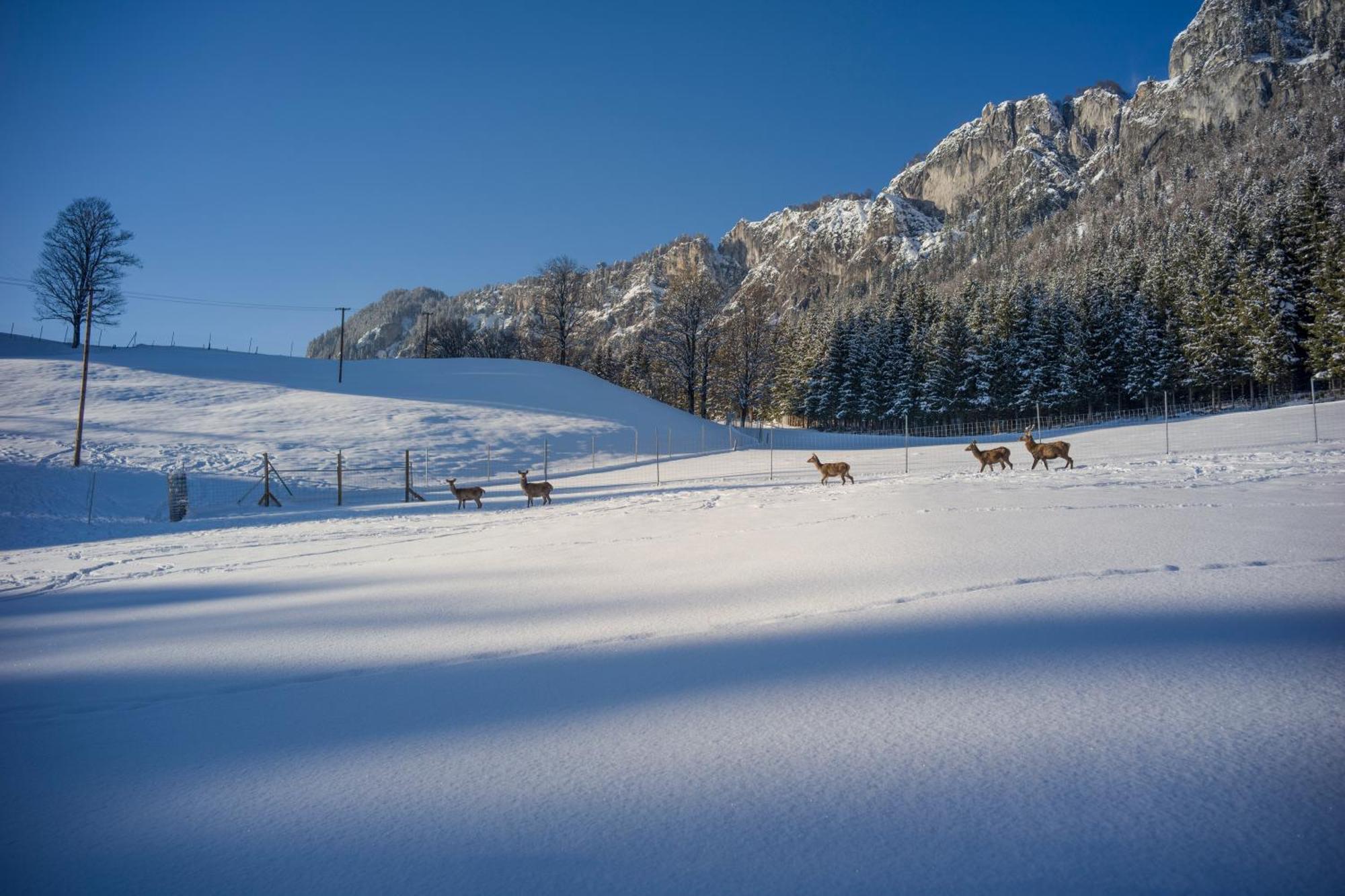 Hotel Berghof Haselsberger à St. Johann in Tirol Extérieur photo