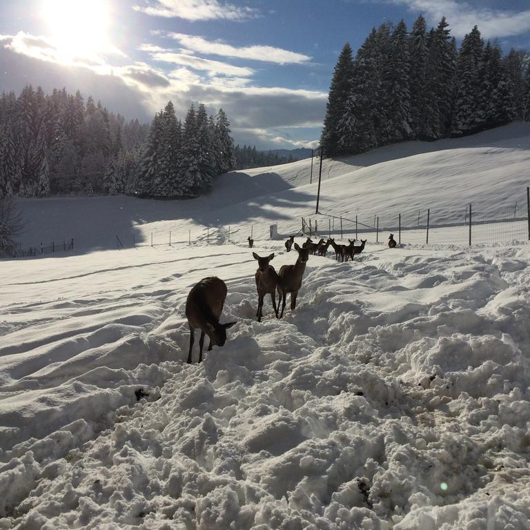 Hotel Berghof Haselsberger à St. Johann in Tirol Extérieur photo