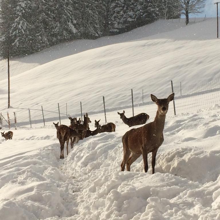 Hotel Berghof Haselsberger à St. Johann in Tirol Extérieur photo